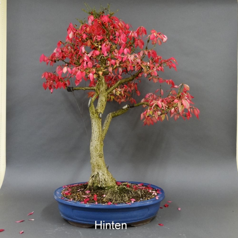Euonymus alatus, Bonsai